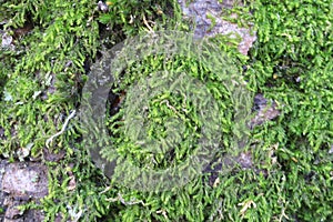 Tree bark. Wood moss.