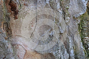 Tree bark. Wood moss.