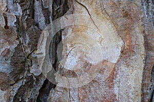 Tree bark. Wood moss.