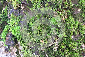 Tree bark. Wood moss.