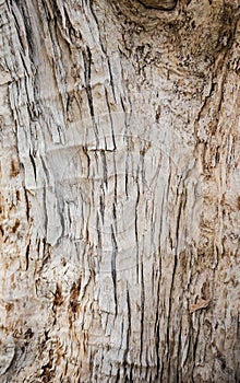 Tree bark wood texture and background