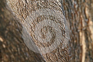 Tree bark, wood tree texture bark nature background Selective focus