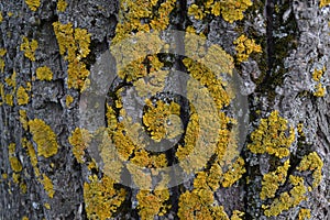 Tree bark yellow old moss