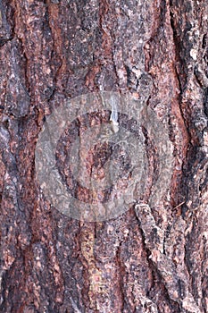 Tree Barks Texture photo