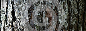 Tree barkTexture Background Pattern. Relief texture of the brown bark of a tree with moss on it. Horizontal banner photo