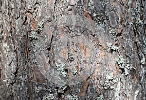 Tree barkTexture Background Pattern. Relief texture of the brown bark of a tree with moss on it. Horizontal photo