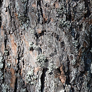 Tree barkTexture Background Pattern. Relief texture of the brown bark of a tree with moss on it. Square photo