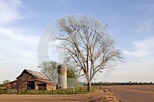 A tree and barn, Mississppi