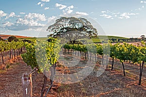 Tree in Barossa Valley Vineyard with early morning cloudy sky