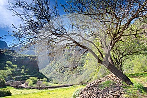Tree in Barranco de Guayadeque, Gran Canaria, Spain photo