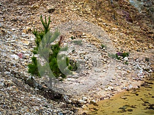 Tree in barren land