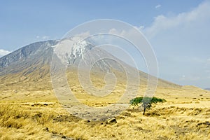 Tree at base of Ol Doinyo Lengai