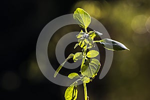 Tree Basil, Caraway plant in gardenShrubby basil, Ocimum gratissimum