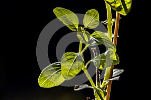Tree Basil, Caraway plant in gardenShrubby basil, Ocimum gratissimum