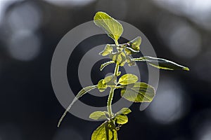 Tree Basil, Caraway plant in gardenShrubby basil, Ocimum gratissimum