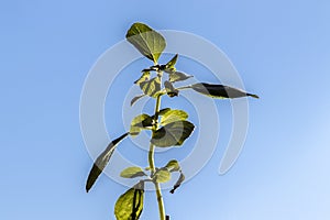 Tree Basil, Caraway plant in gardenShrubby basil, Ocimum gratissimum