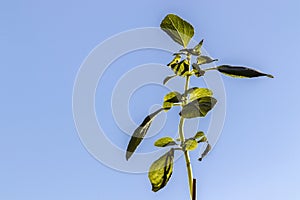 Tree Basil, Caraway plant in gardenShrubby basil, Ocimum gratissimum