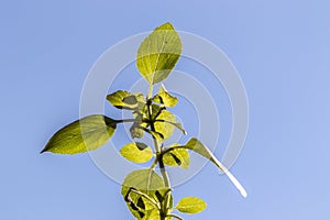 Tree Basil, Caraway plant in gardenShrubby basil, Ocimum gratissimum