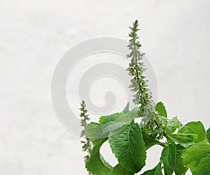 Tree Basil or Clove Basil branch and white background.