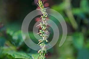 Tree basil, herb and food ingredient for spicy food