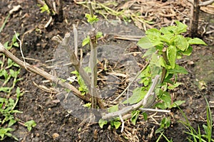 Tree Basil (Ocimum gratissimum)