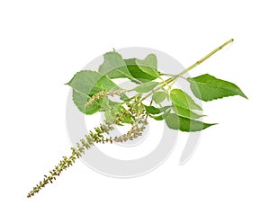 Tree Basil Ocimum gratissimum on white background