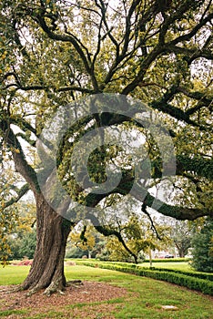 A tree in Baton Rouge, Louisiana photo