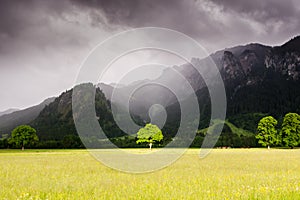 The tree in Bavaria, Germany. It's located near Neuschwanstein and Hoshenschwangau castles