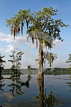 Tree in the bayou photo