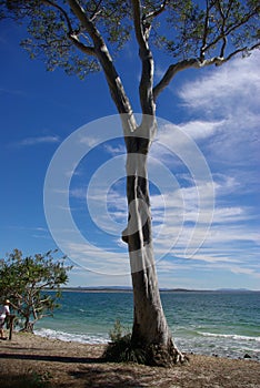 Tree at the beach