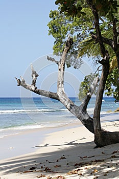 Tree on beach