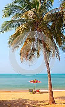 Tree on the beach