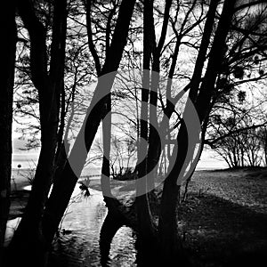 Tree on the beach. Artistic look in black and white.