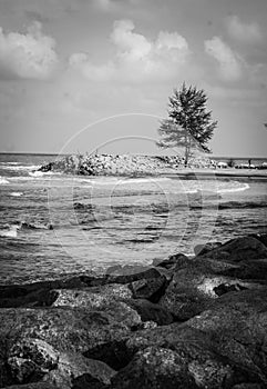 A tree on the beach with black and white colour