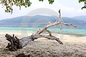 Tree on beach