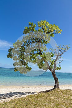 Tree on the beach in Flic en flac Mauritius overlooking the sea