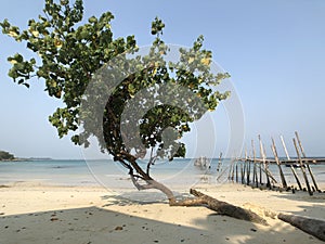 Tree on the beach on Koh Samet island