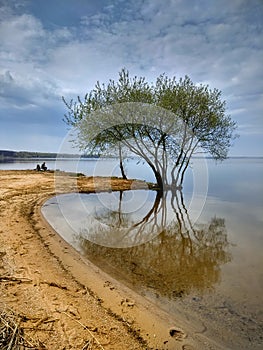 tree on the beach of a large lake is reflected in the water