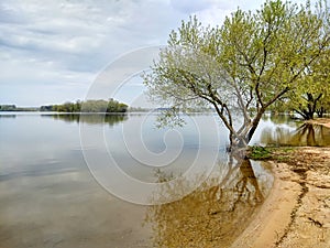 tree on the beach of a large lake is reflected in the water