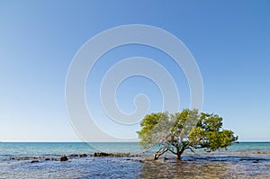 tree on beach in Mozambique