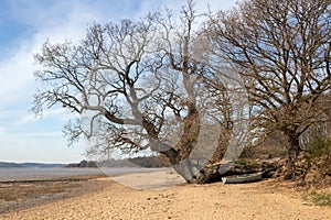 Tree on the beach at Nacton Foreshore, Suffolk, England, United Kingdom