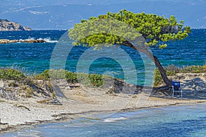 Tree on the beach sand and beautiful blue sea. Natural living. Pelion peninsula. Pagasetic gulf. Platanias village. Greece.