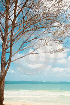 Tree on the beach windward side of Oahu