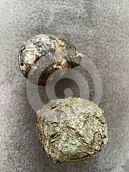 Tree bead, druid egg of an old oak with beautiful grain