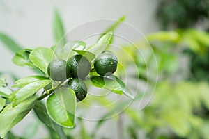 A tree that bears calamansi fruit