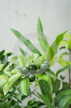 A tree that bears calamansi fruit