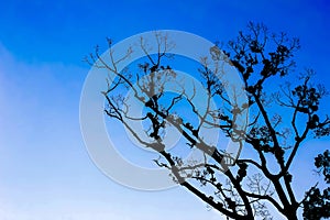 Tree and beautiful blue sky