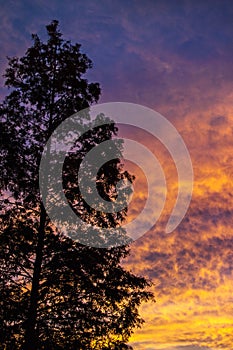 Tree on a beautiful colorful sunrise.