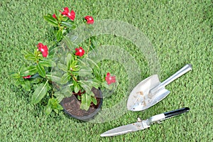 A tree with beautiful red flowers laid on the grass near shovel and the metal lawn mower