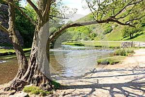 Tree by the river in the mountain